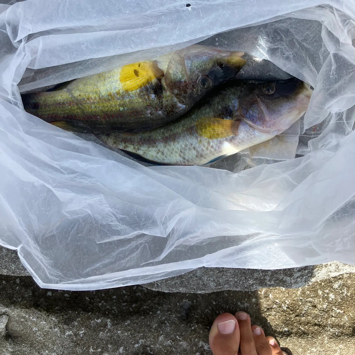 recently logged catches