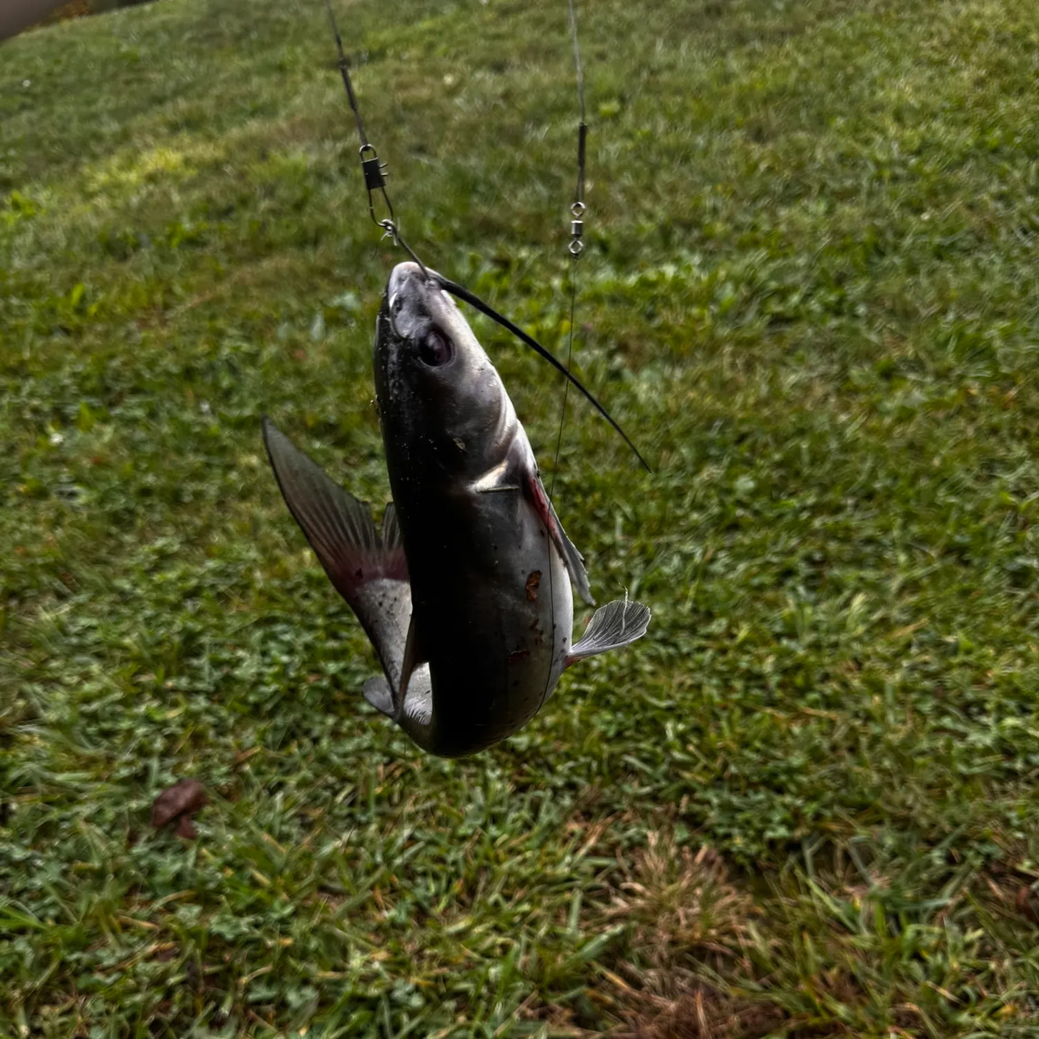 Channel catfish caught on Fishbrain