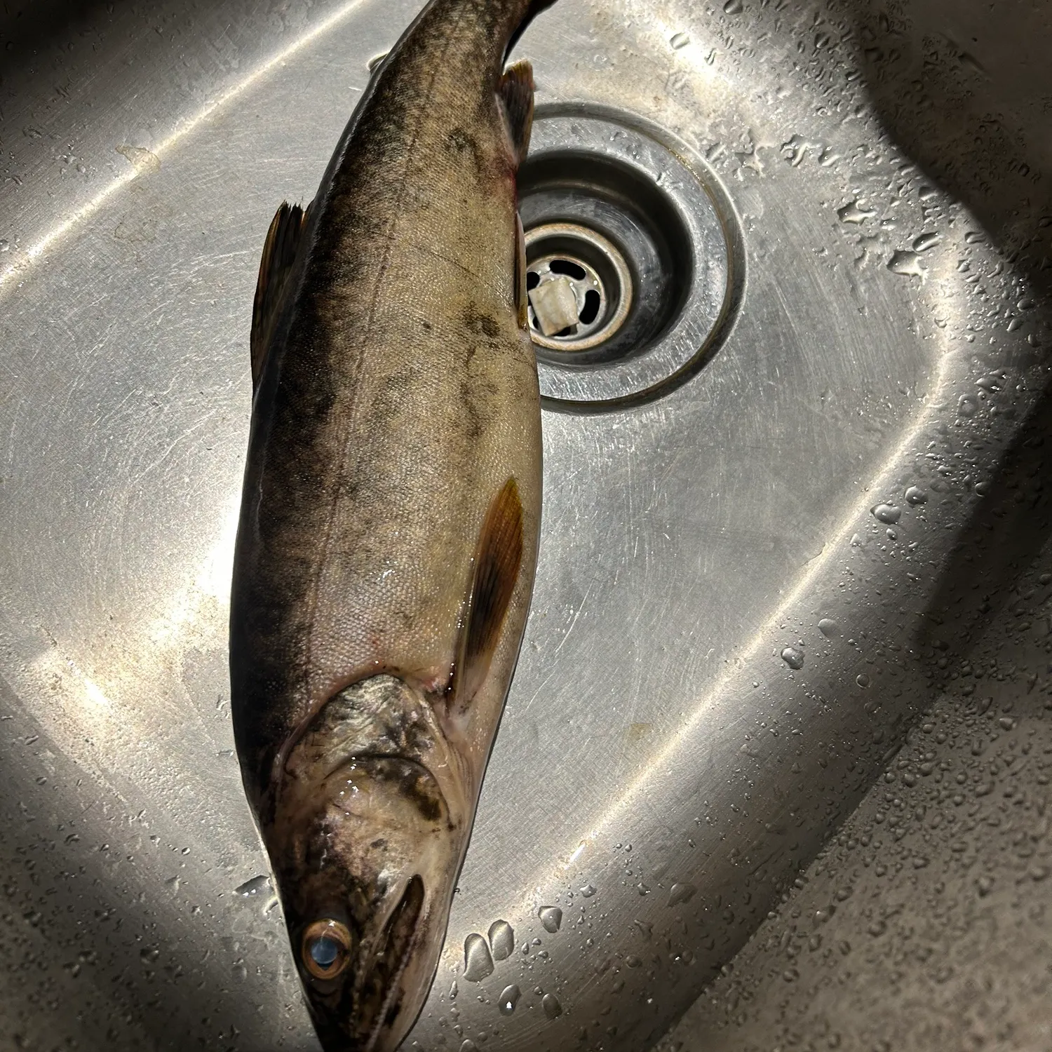 Lake char caught on Fishbrain