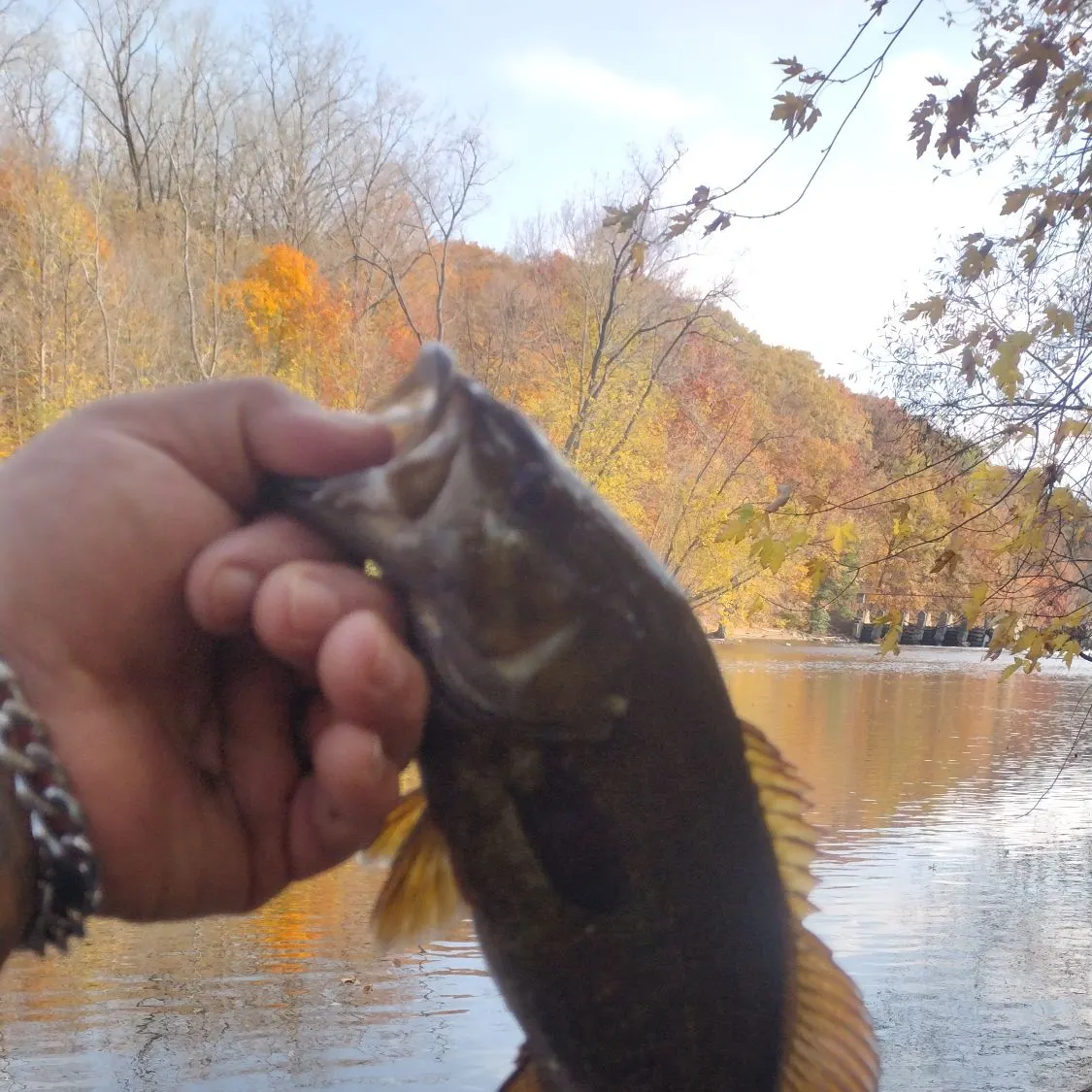 Smallmouth bass caught on Fishbrain