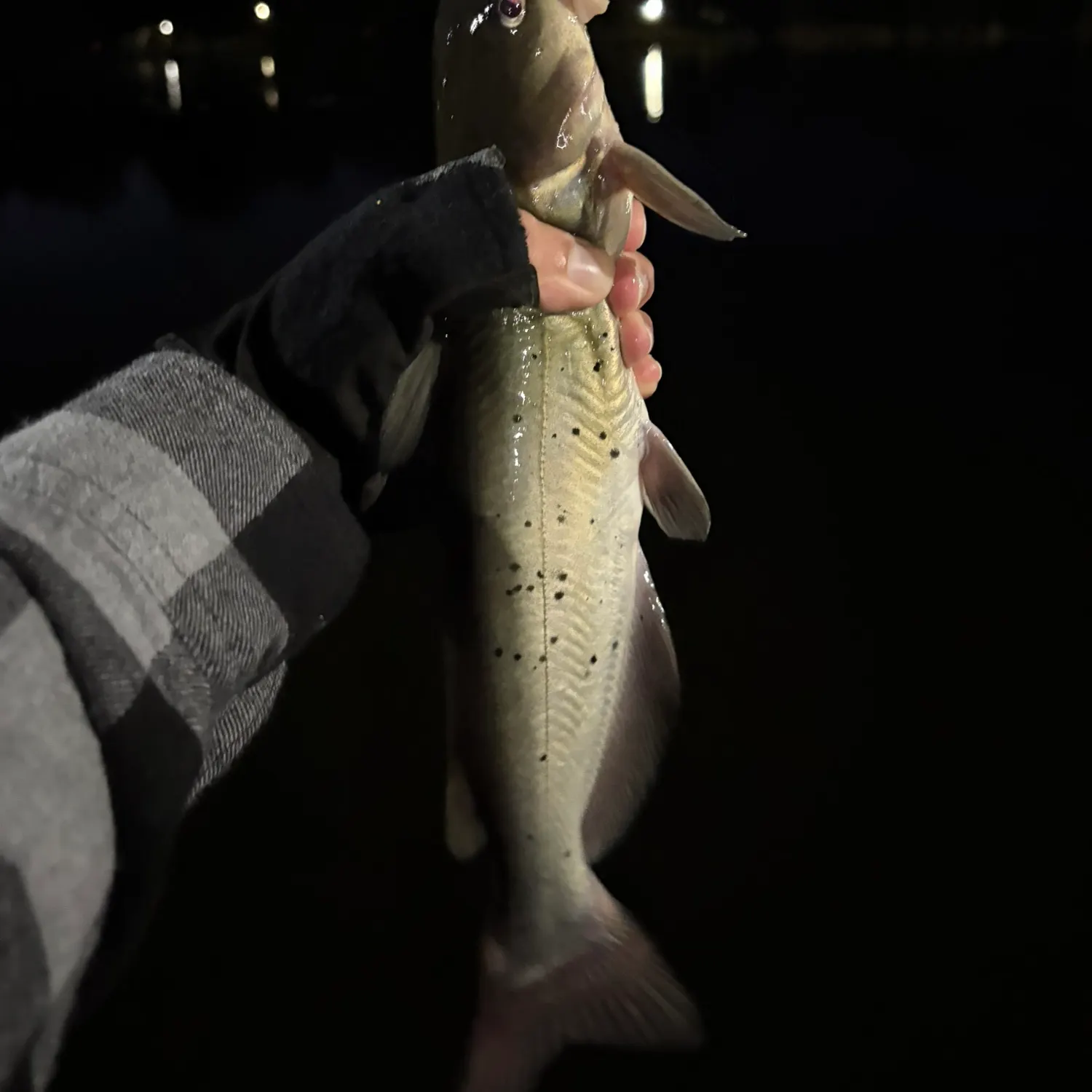 Channel catfish caught on Fishbrain