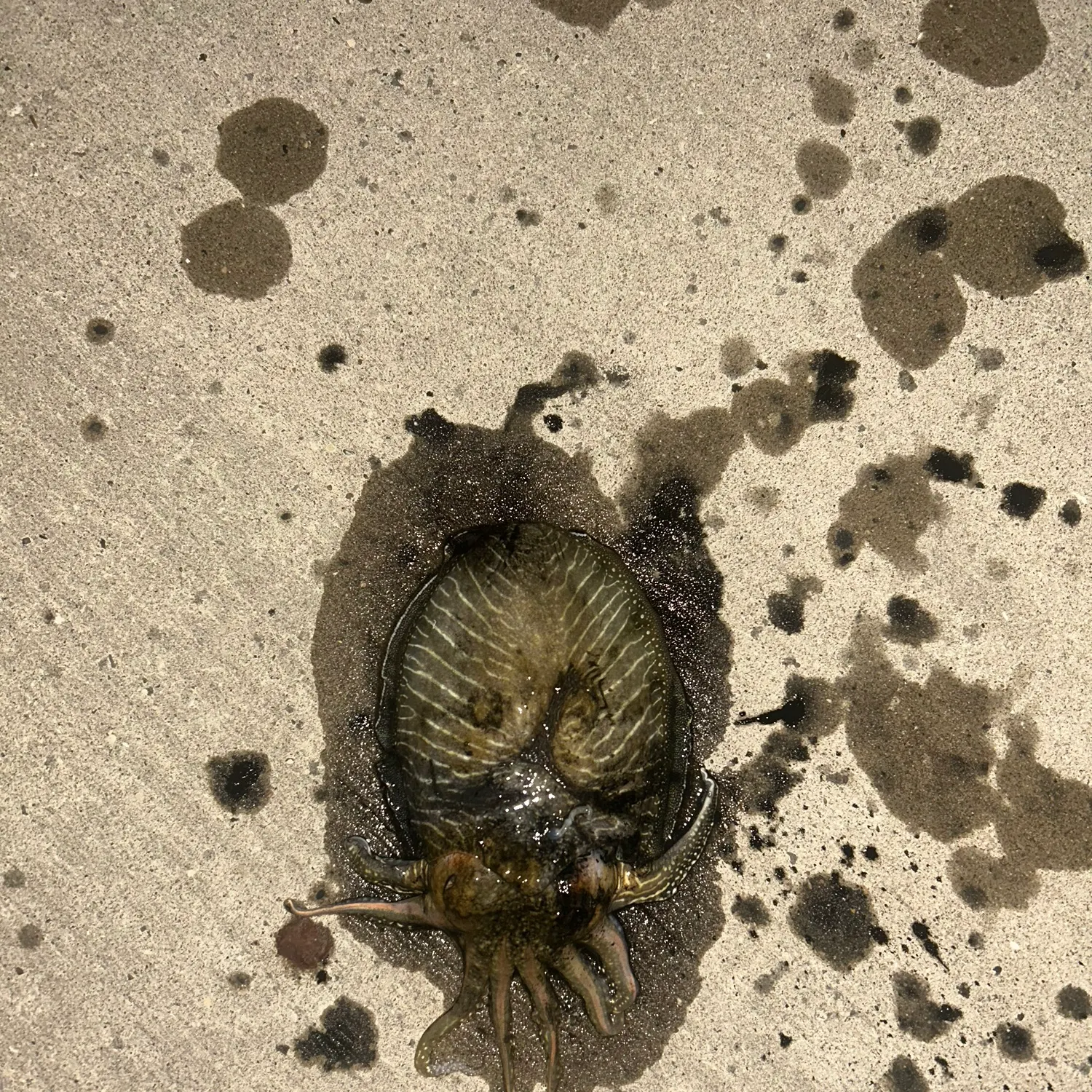 The most recent Common cuttlefish catches on Fishbrain