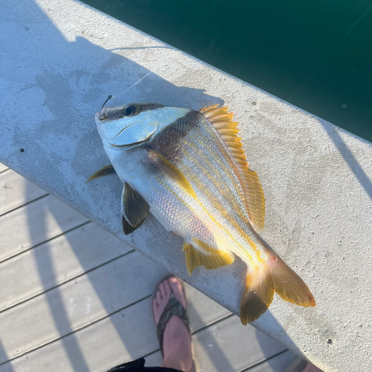 The most recent Atlantic porkfish catches on Fishbrain