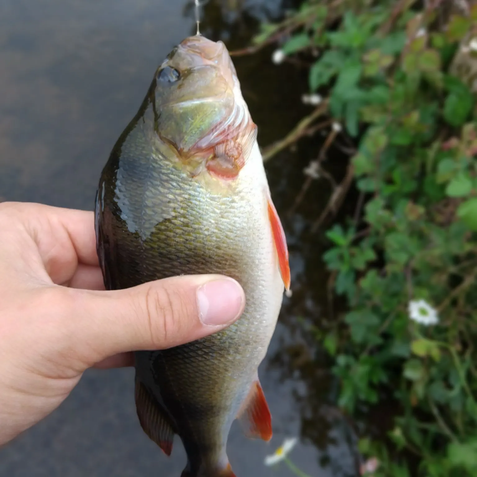The most recent European perch catches on Fishbrain