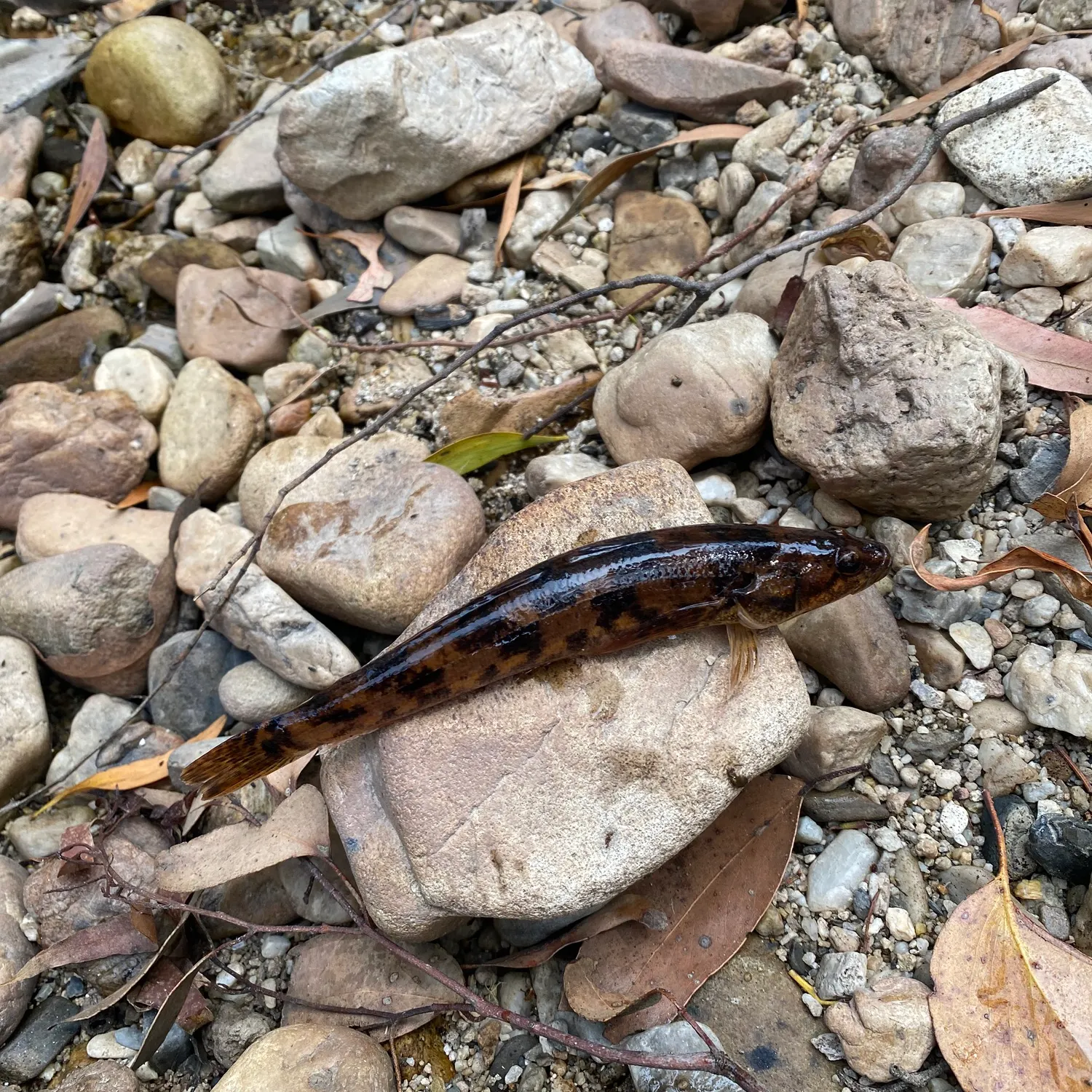 The most recent River blackfish catches on Fishbrain