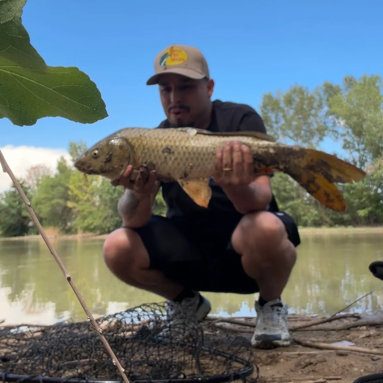 Common carp caught on Fishbrain