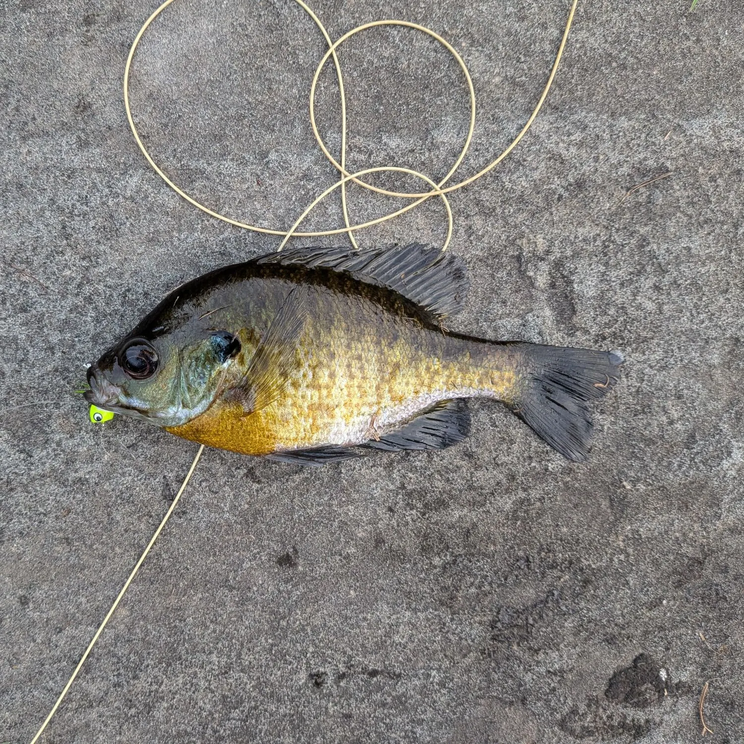 Bluegill caught on Fishbrain