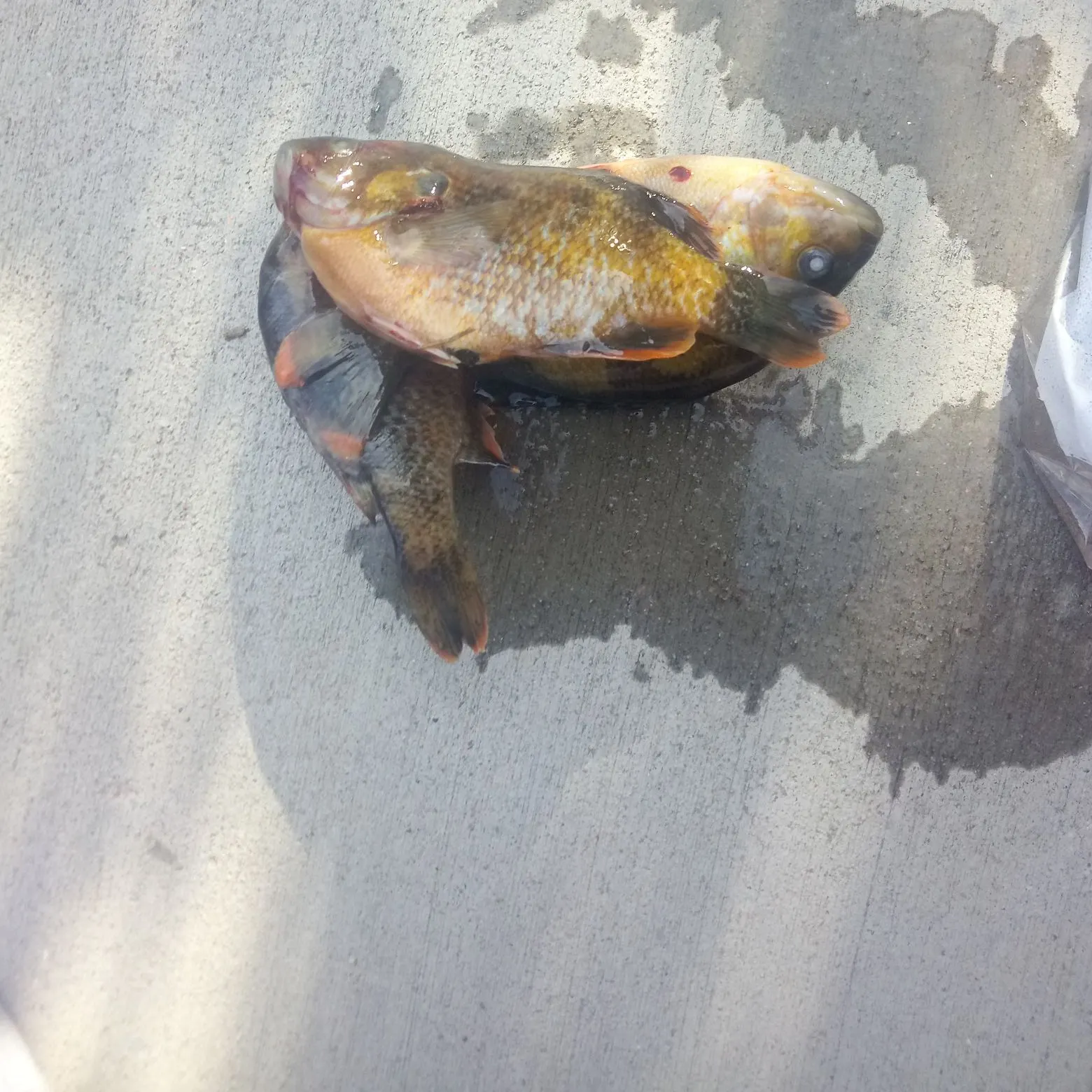 recently logged catches