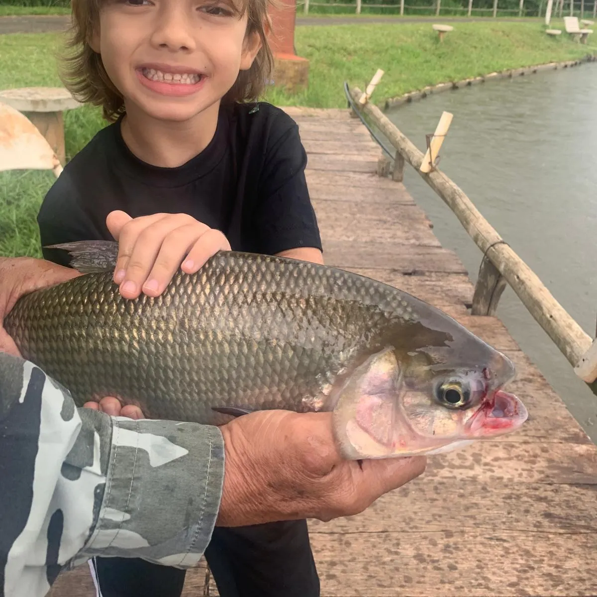 The most recent Redbreast tilapia catches on Fishbrain