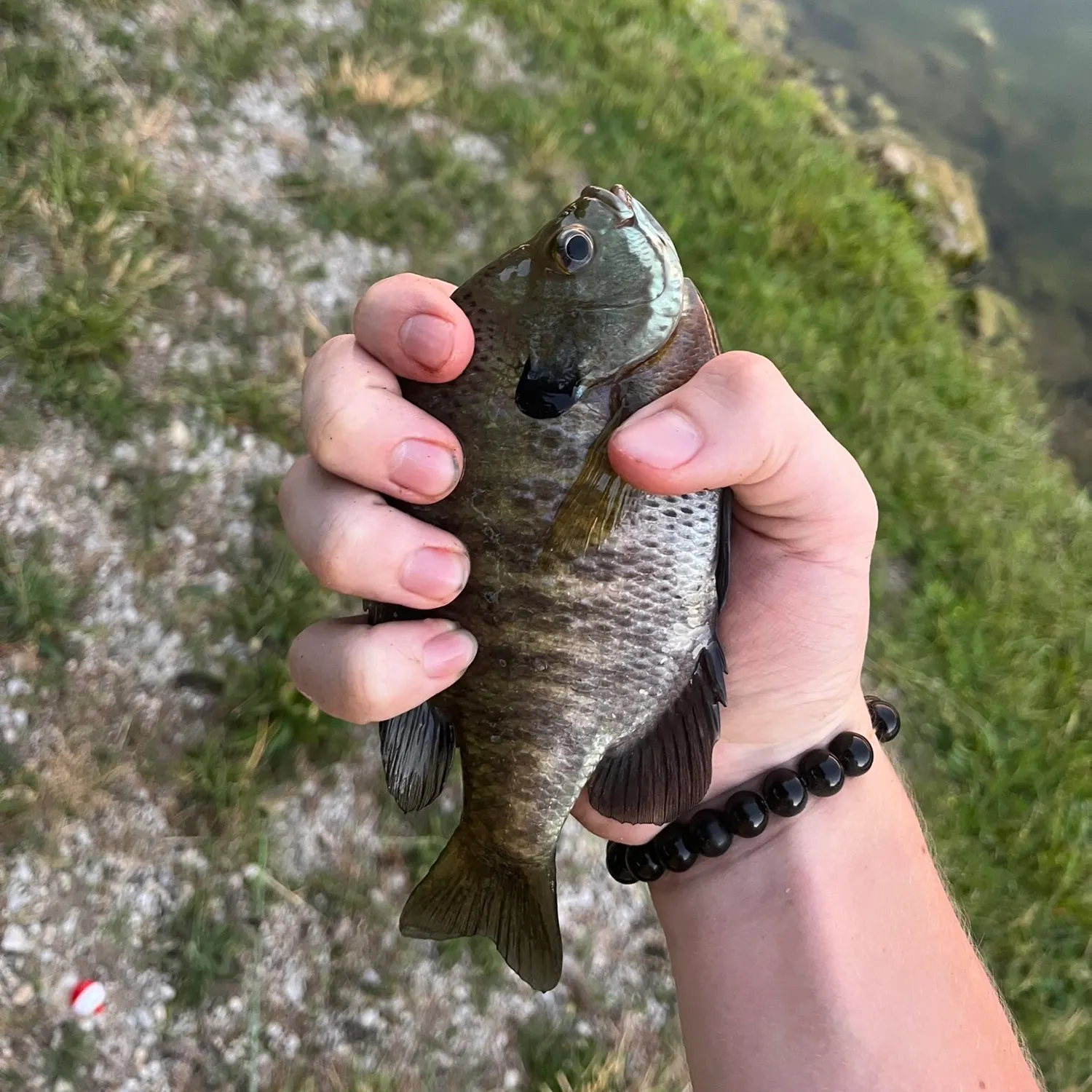 The most recent Bluegill x longear sunfish catches on Fishbrain