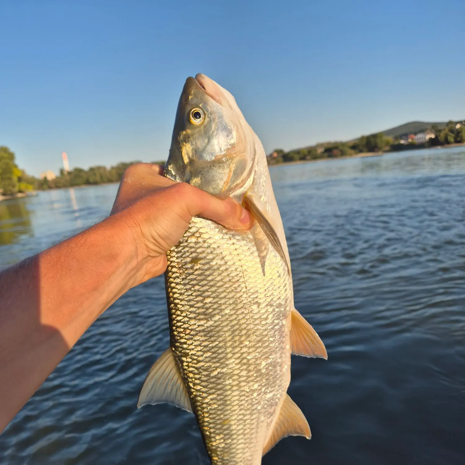 The most recent Asp catches on Fishbrain