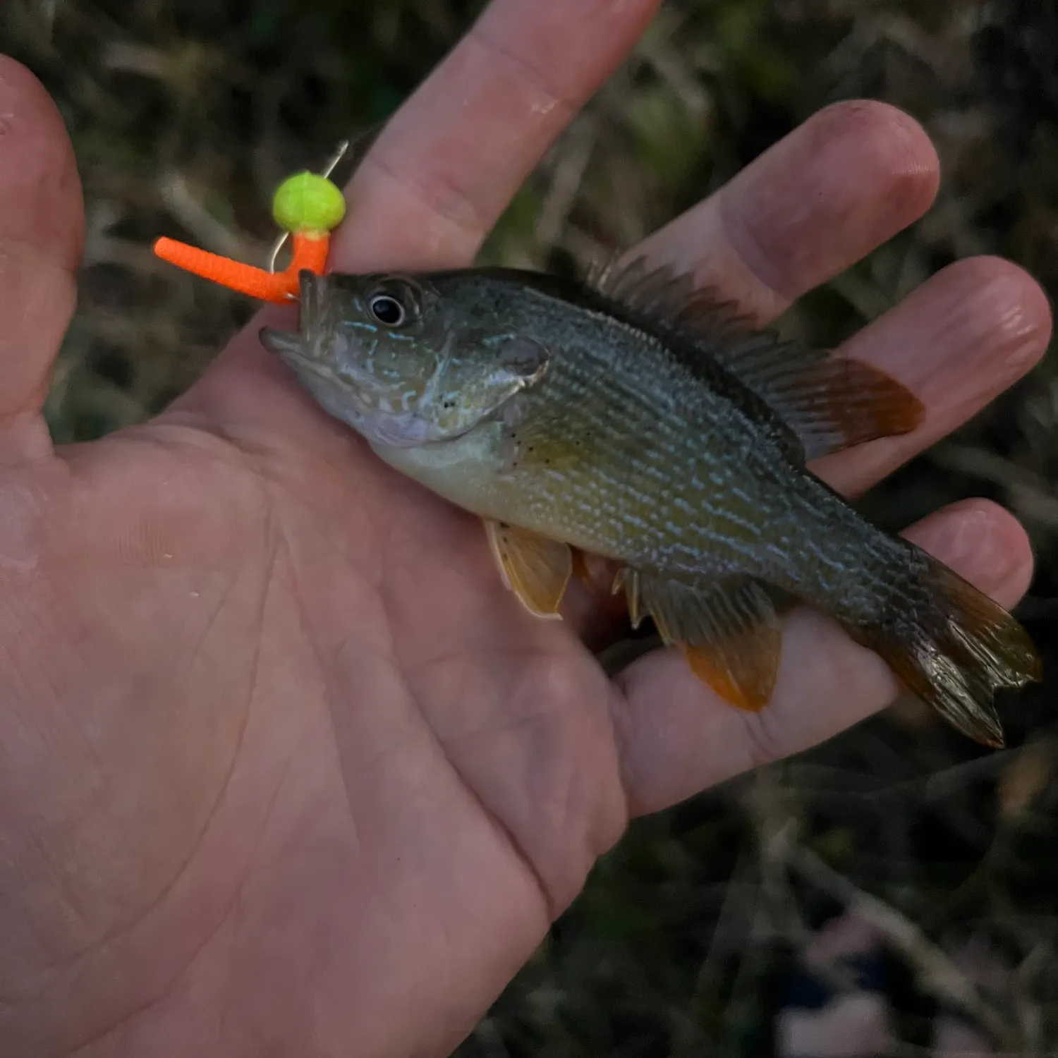 Green sunfish caught on Fishbrain
