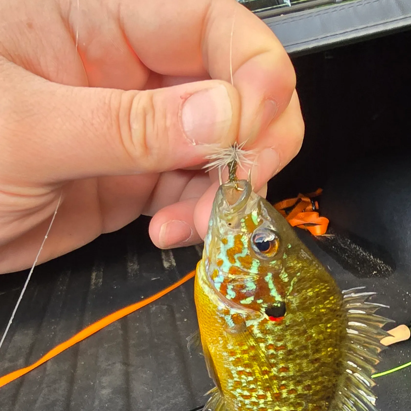 Pumpkinseed caught on Fishbrain