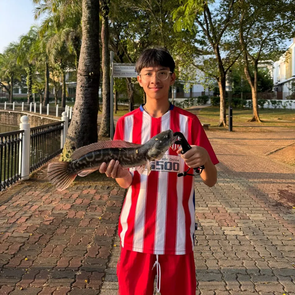 The most recent Striped snakehead catches on Fishbrain