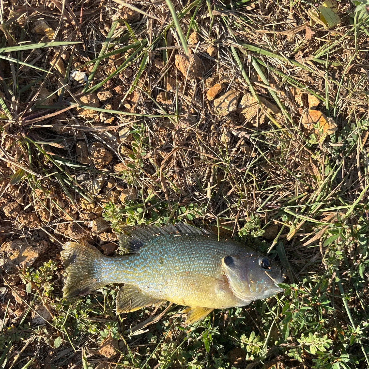 Greengill hybrid caught on Fishbrain