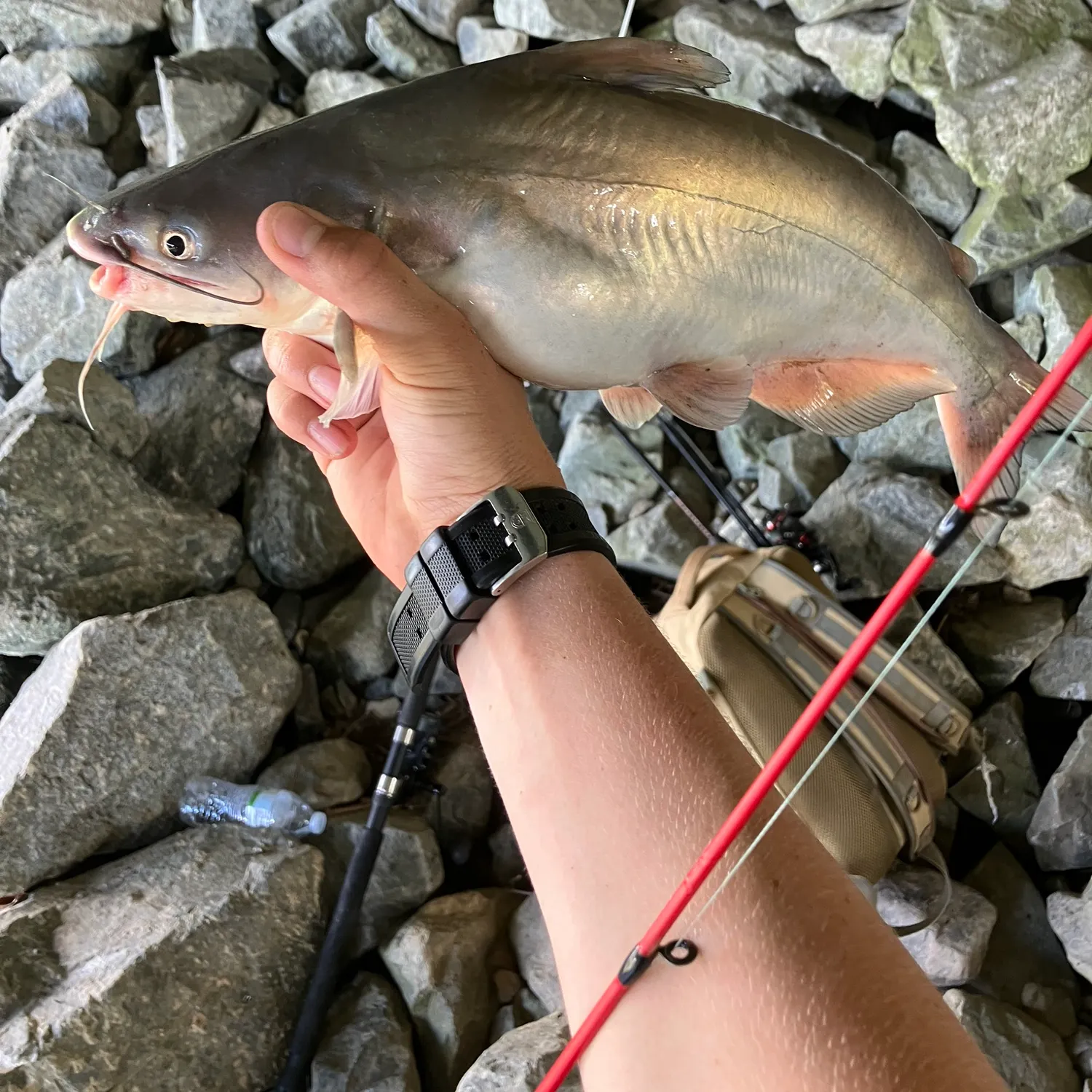 Blue catfish caught on Fishbrain