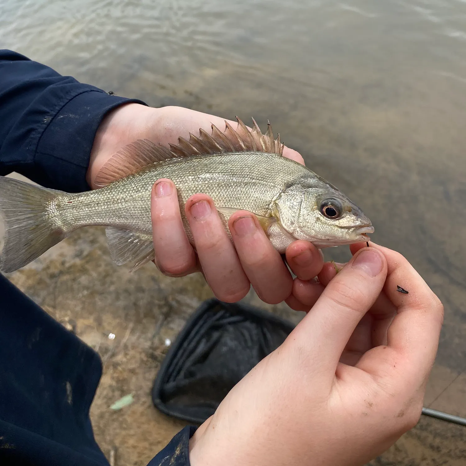 The most recent Bidyan perch catches on Fishbrain