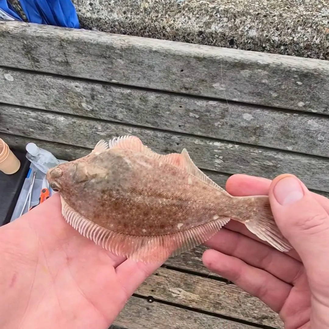 The most recent Common dab catches on Fishbrain