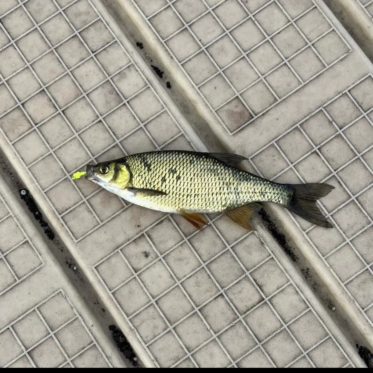 The most recent Golden shiner catches on Fishbrain