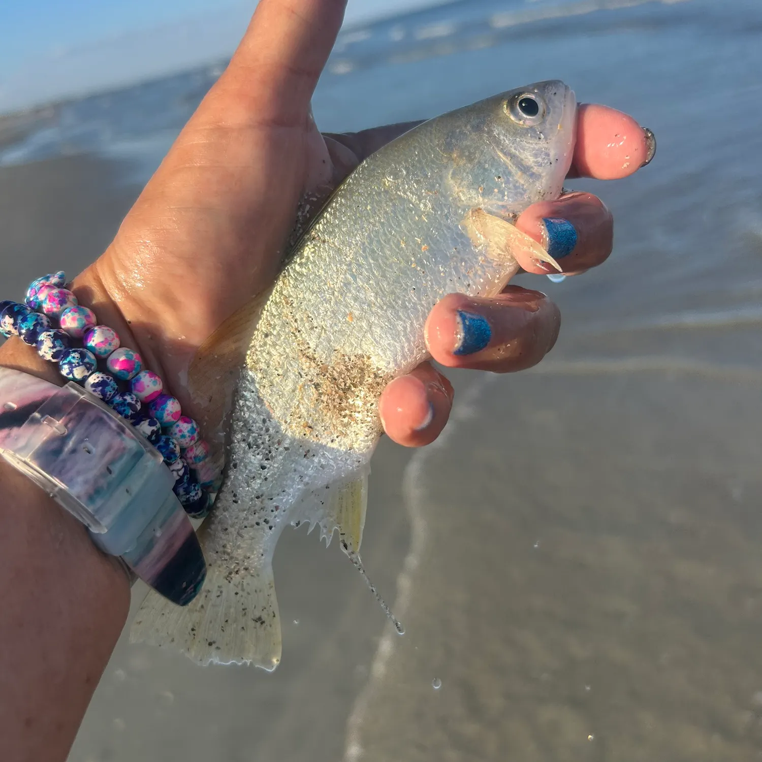 The most recent Silver perch catches on Fishbrain