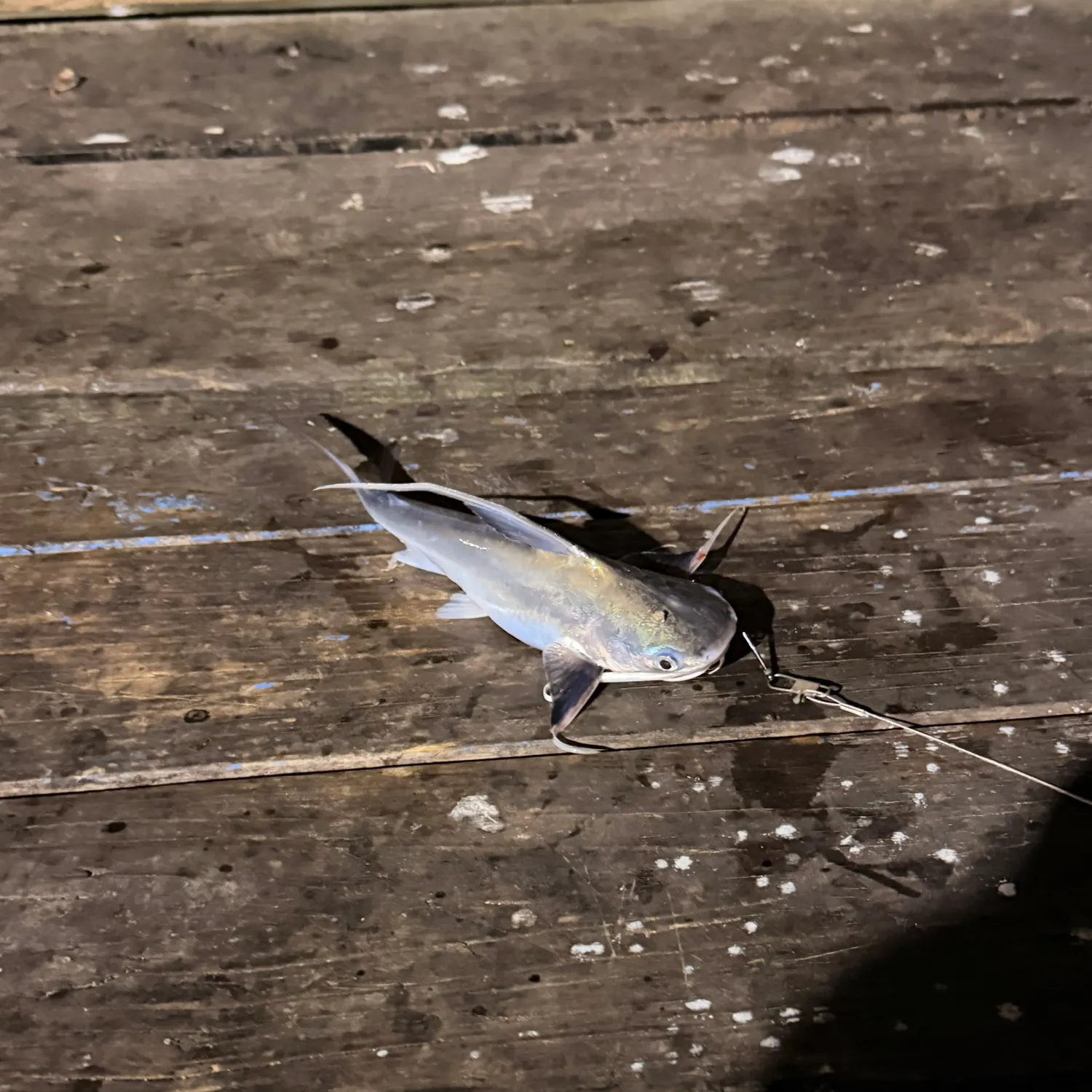The most recent Gafftopsail sea catfish catches on Fishbrain