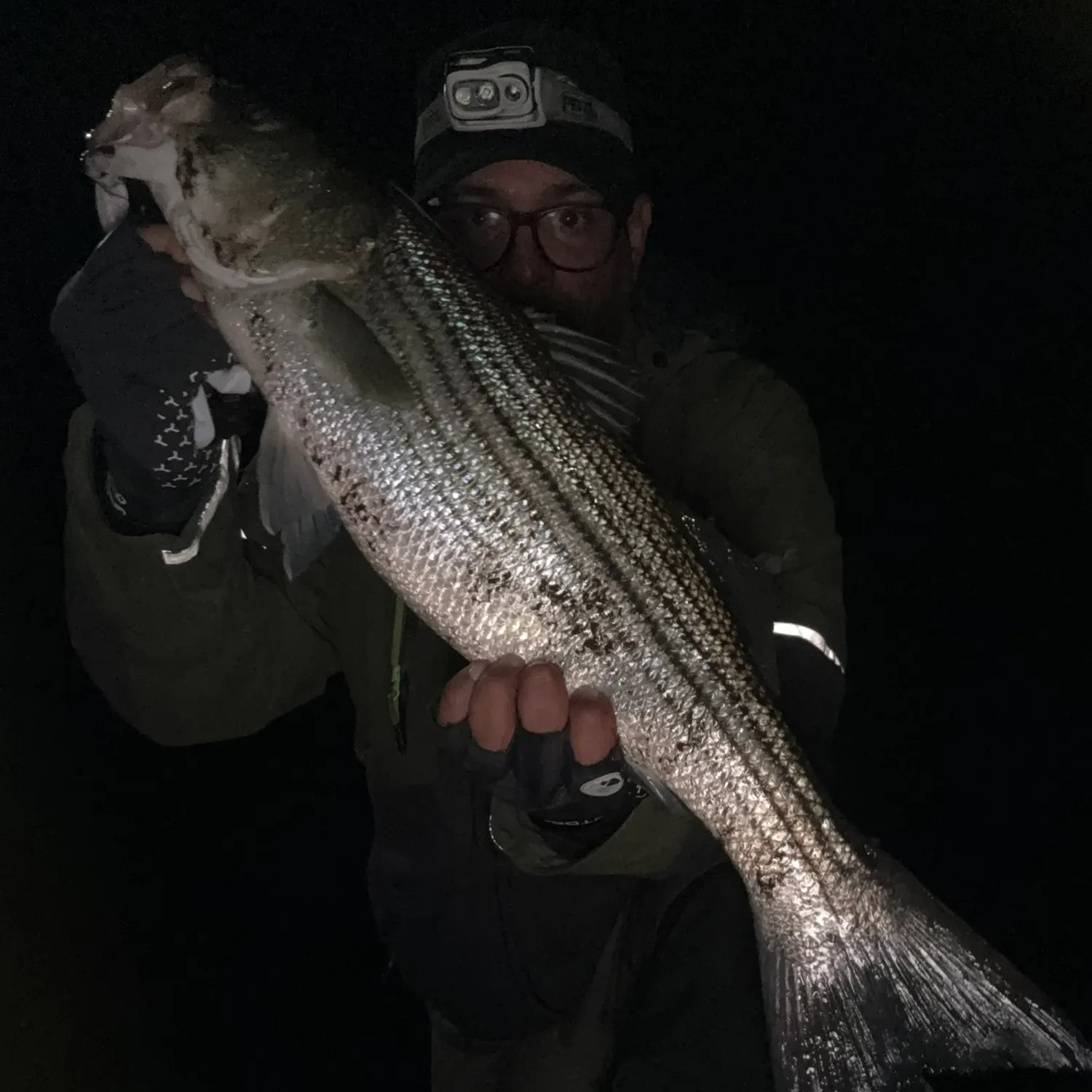 Striped bass caught on Fishbrain