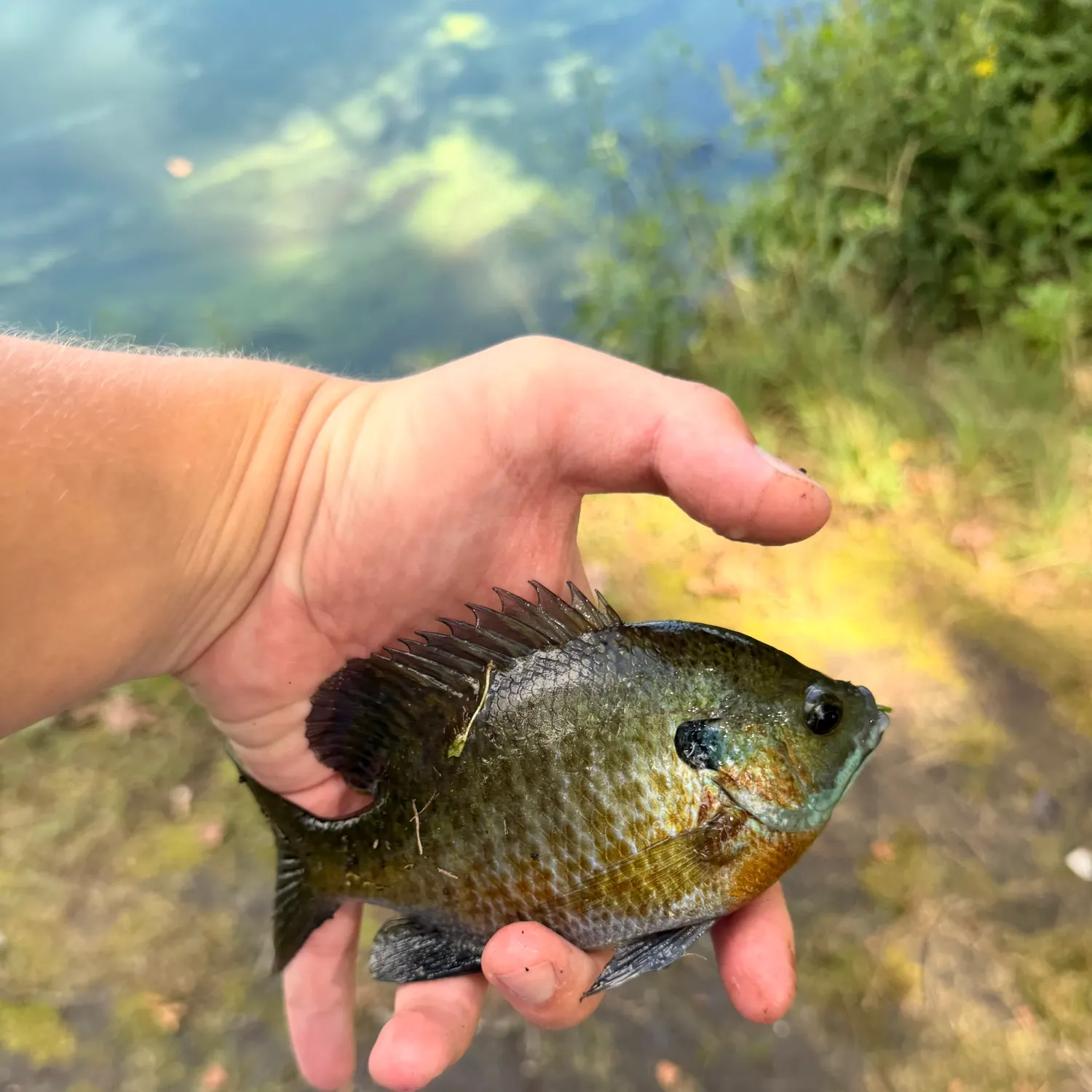 Bluegill caught on Fishbrain