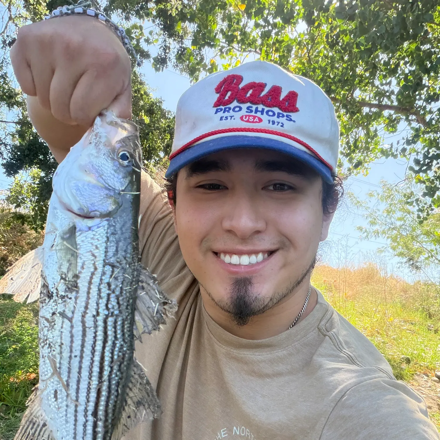Striped bass caught on Fishbrain