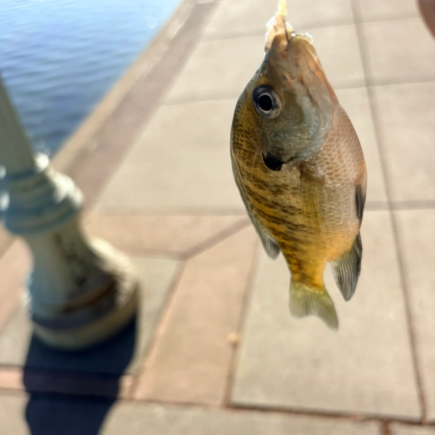 Bluegill caught on Fishbrain