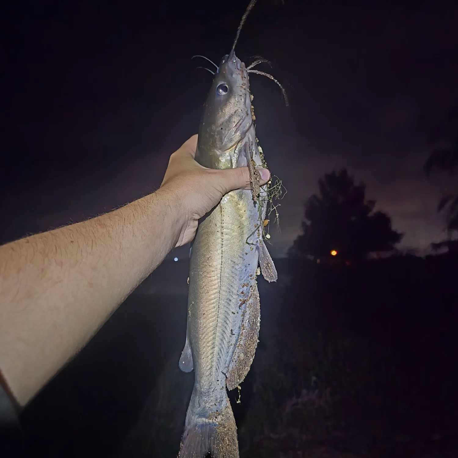Channel catfish caught on Fishbrain