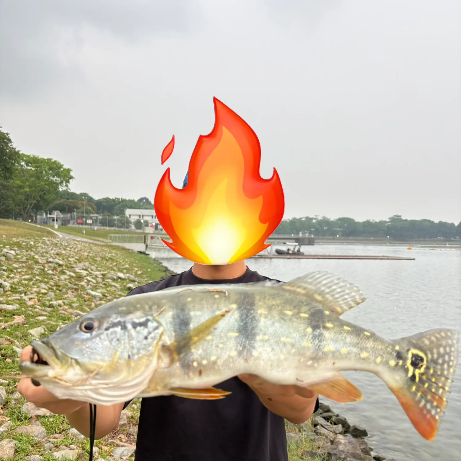Speckled peacock bass caught on Fishbrain
