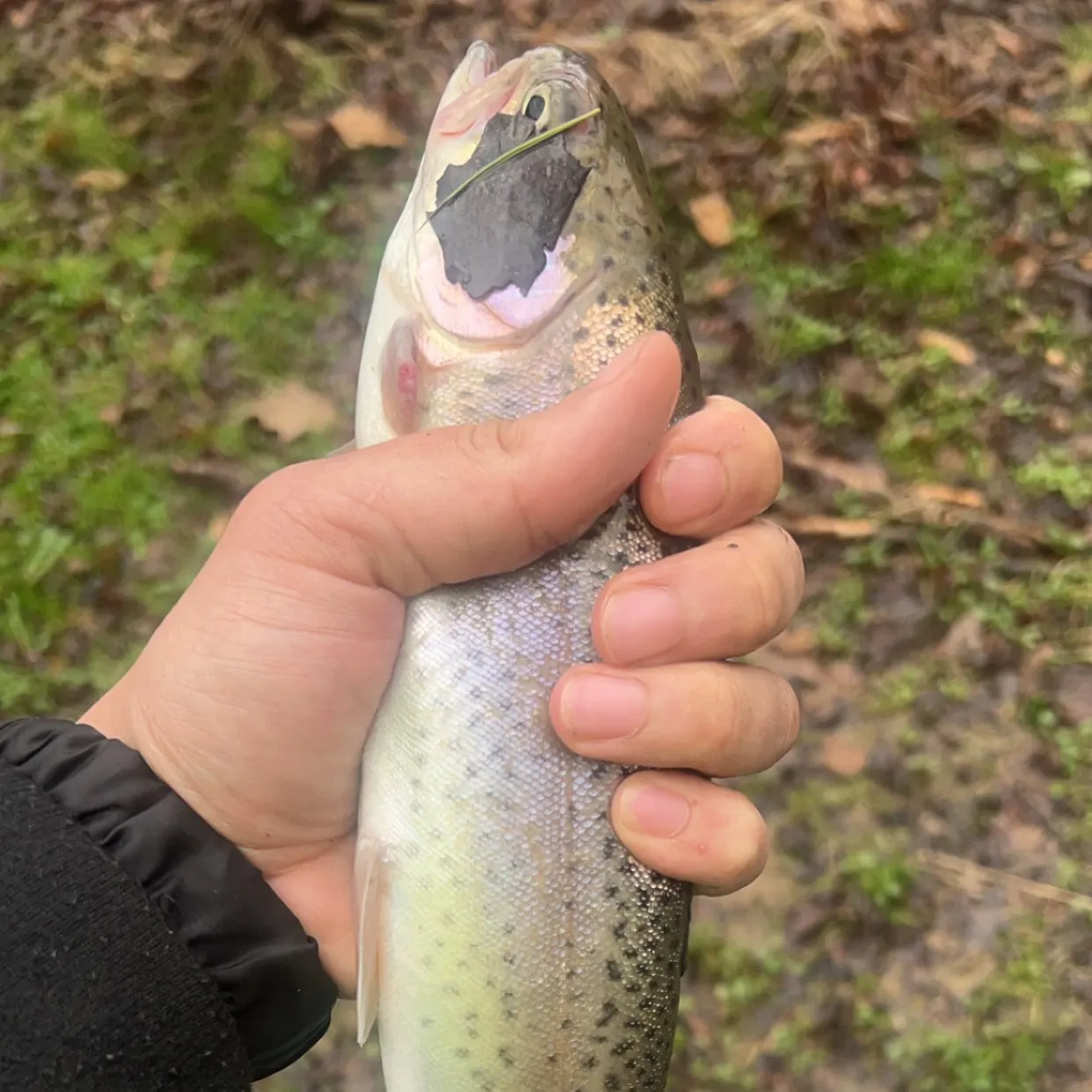 Rainbow trout caught on Fishbrain