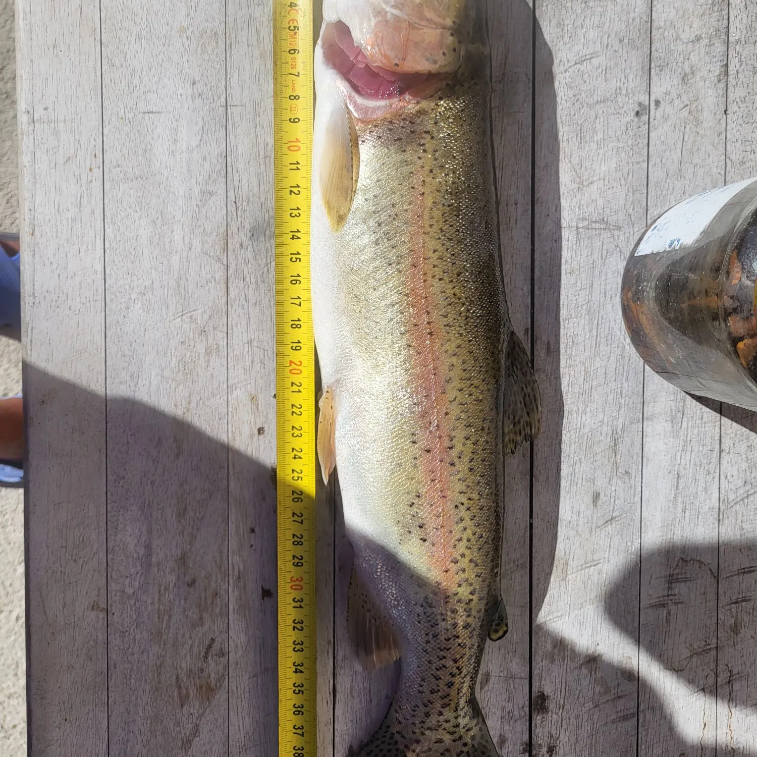 Rainbow trout caught on Fishbrain