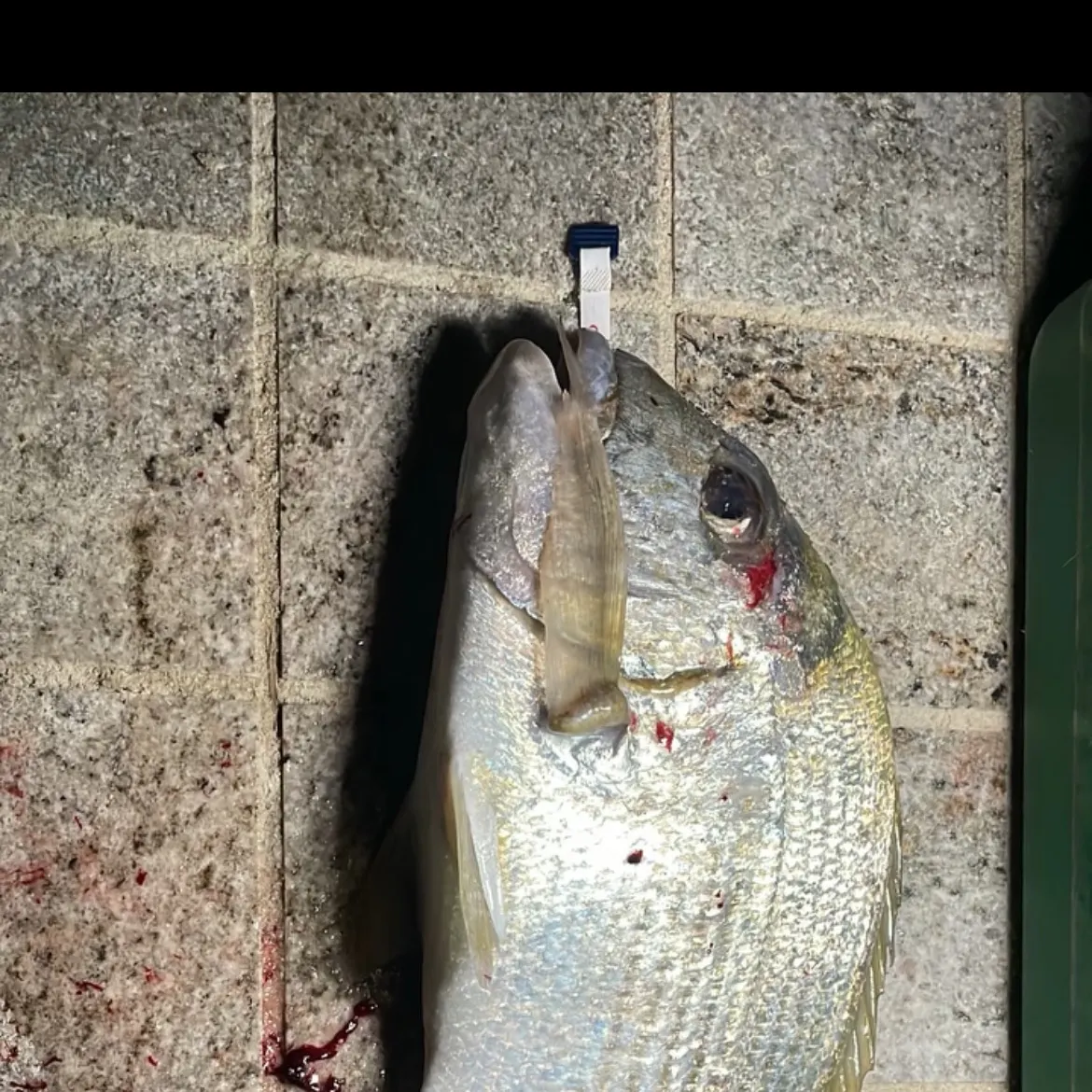 Surf bream caught on Fishbrain