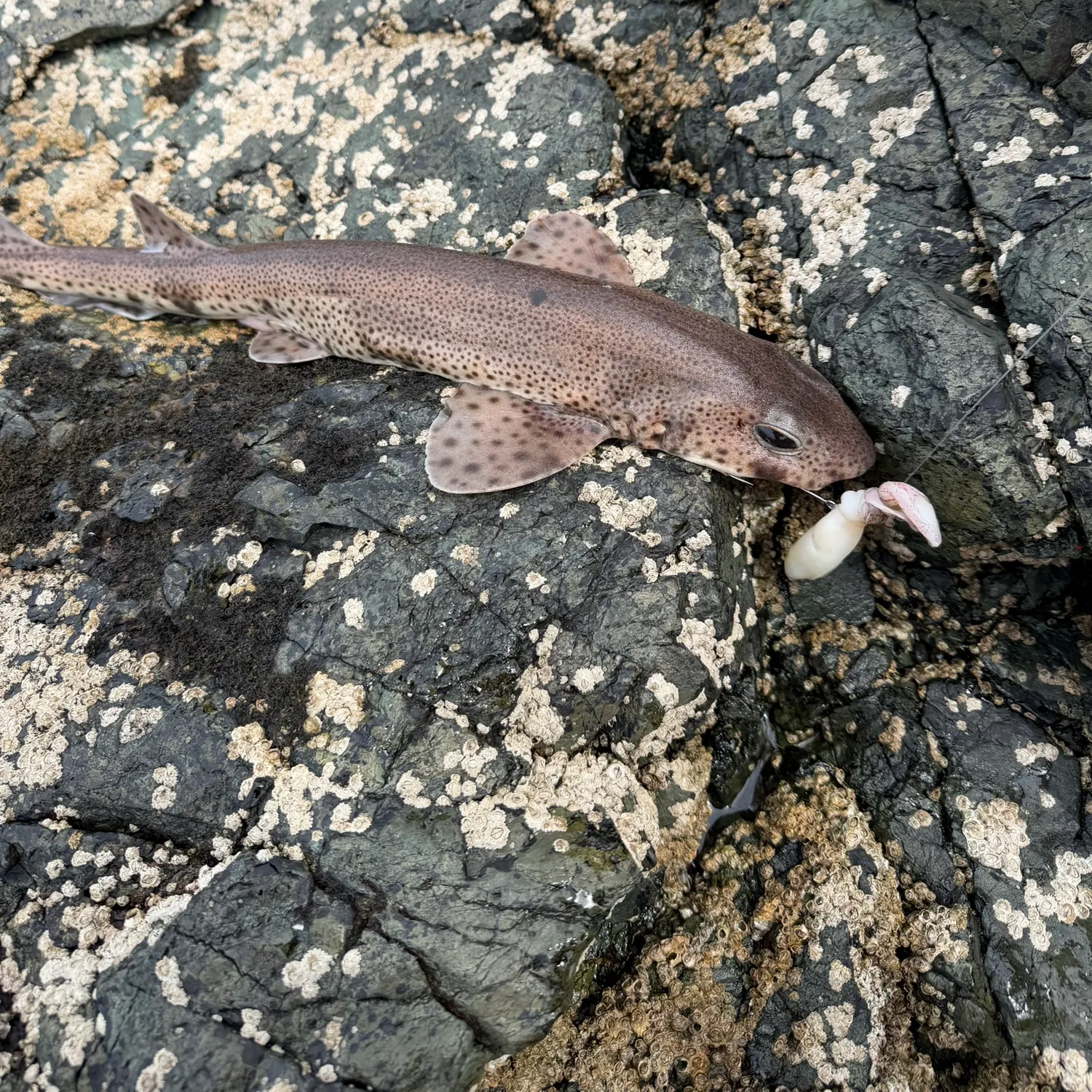 The most recent Lesser spotted dogfish catches on Fishbrain
