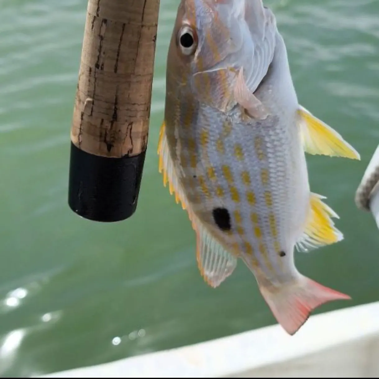 The most recent Lane snapper catches on Fishbrain