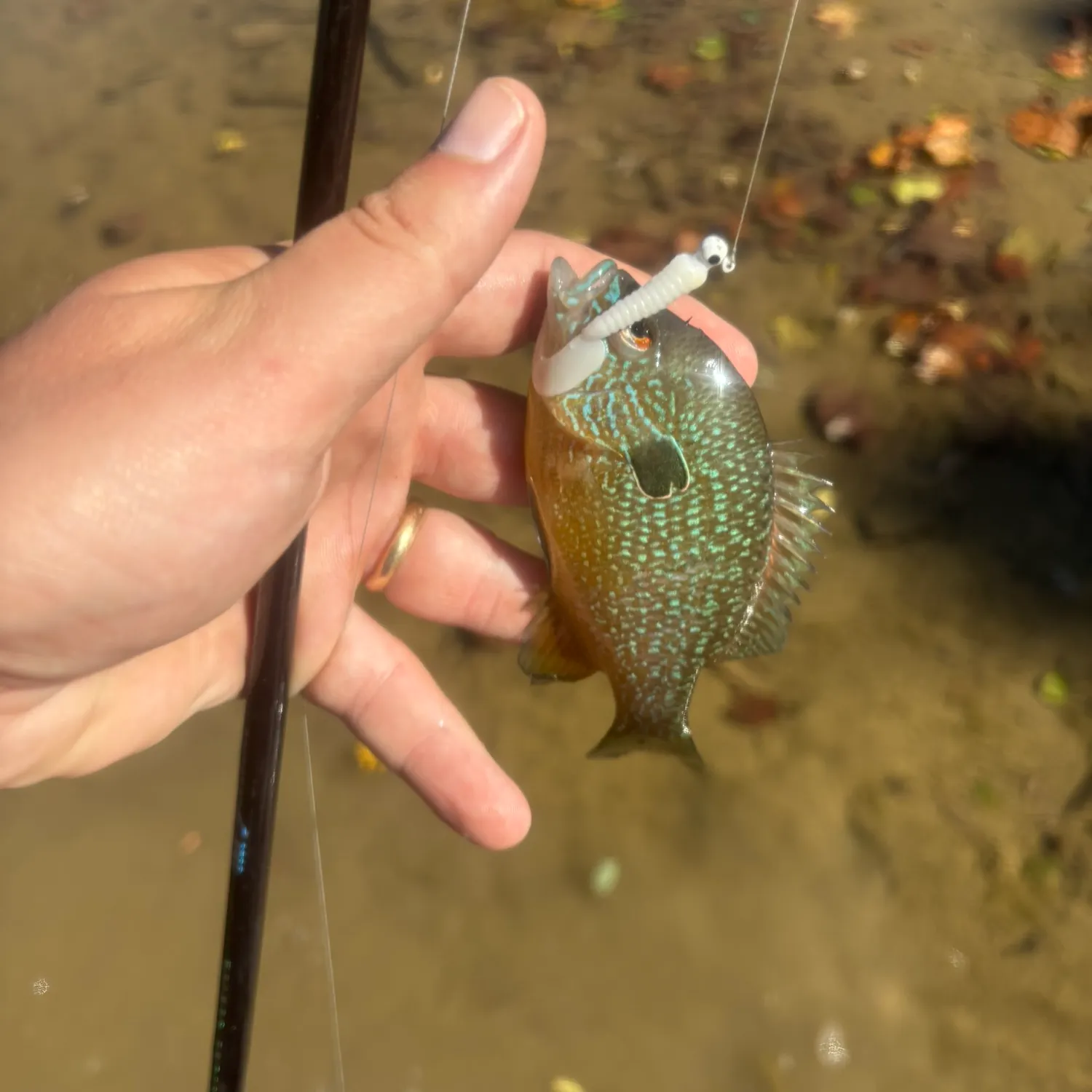 Longear sunfish caught on Fishbrain