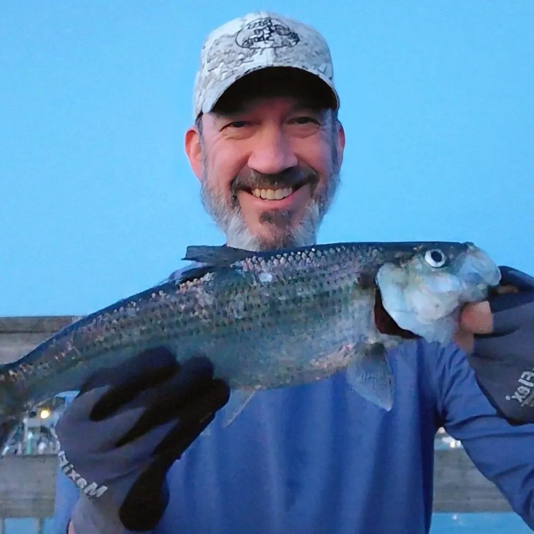 The most recent Hickory shad catches on Fishbrain