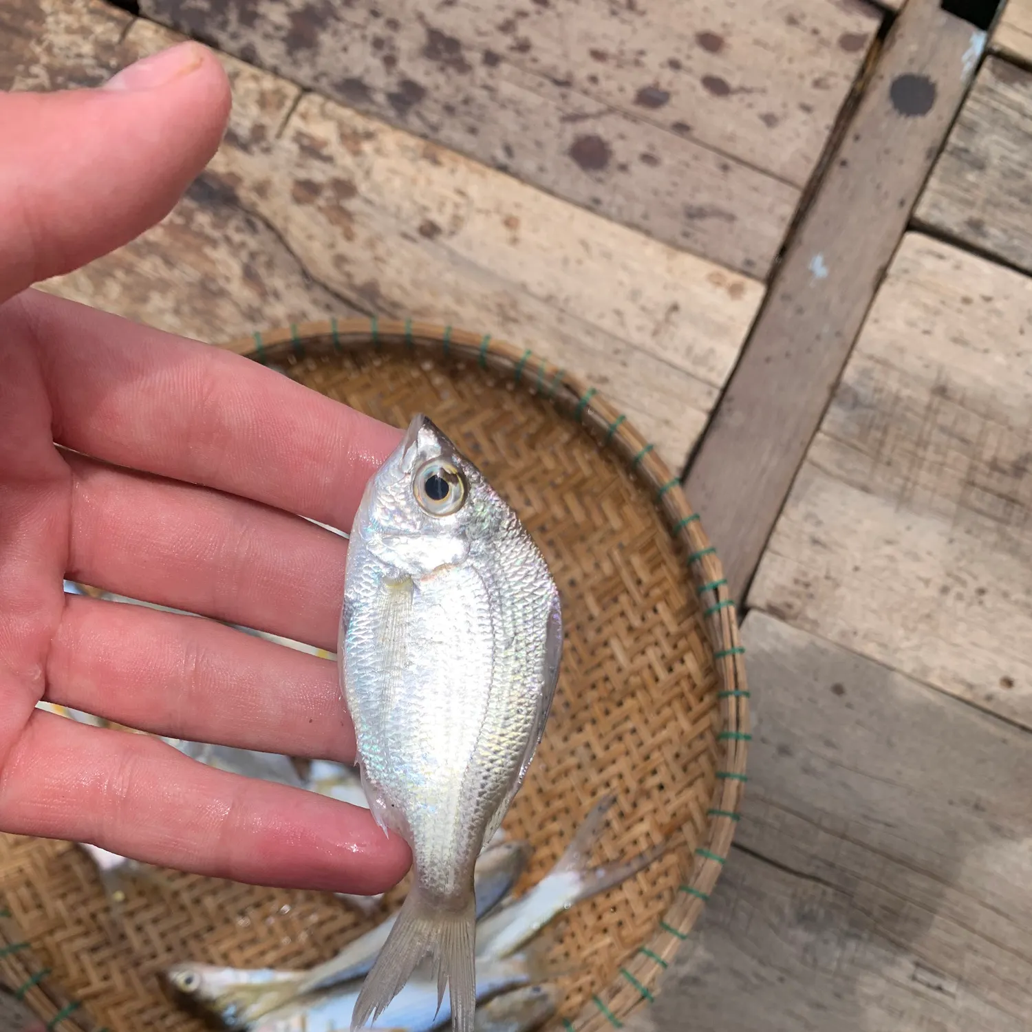 The most recent Decorated ponyfish catches on Fishbrain