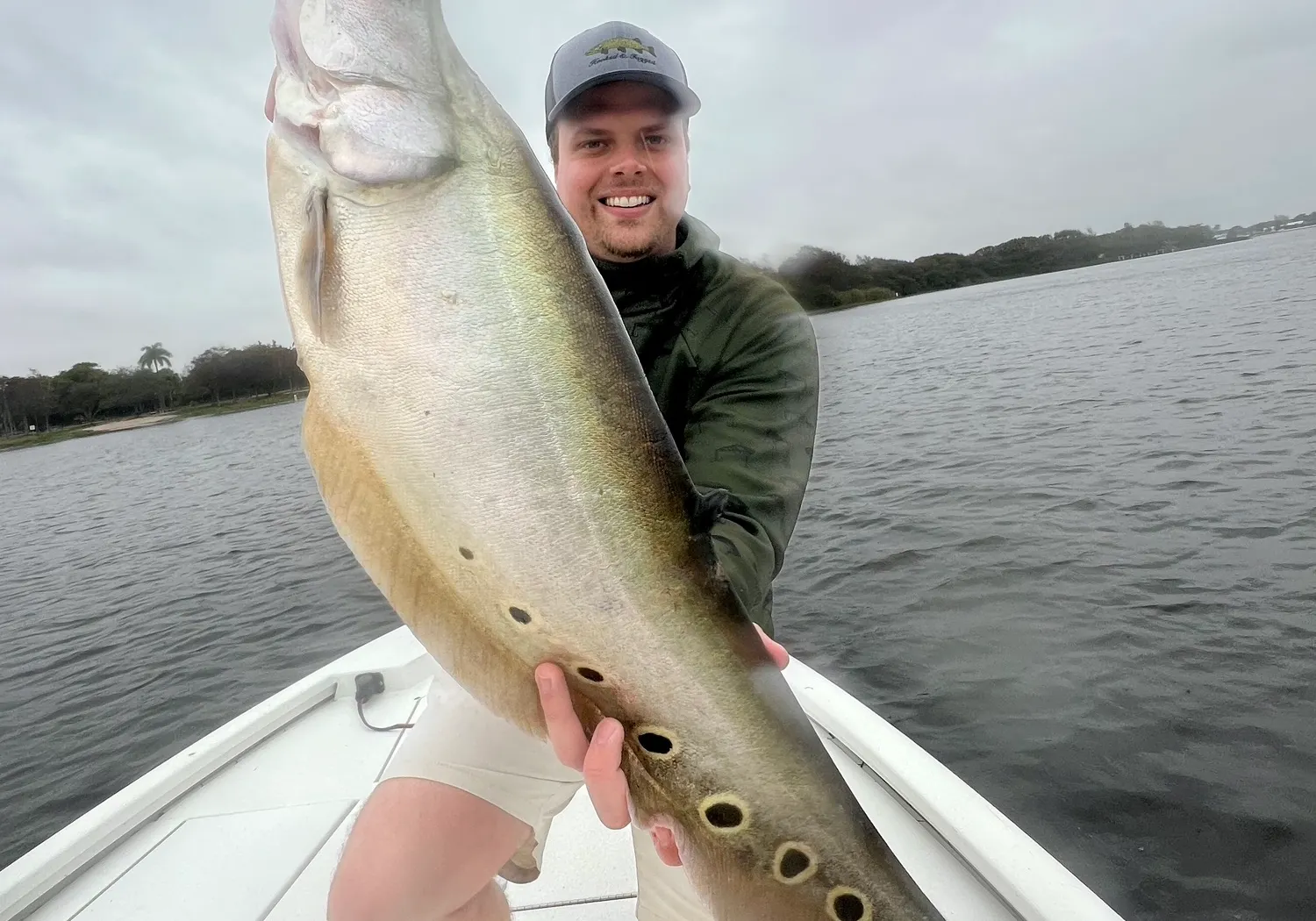 Clown knifefish