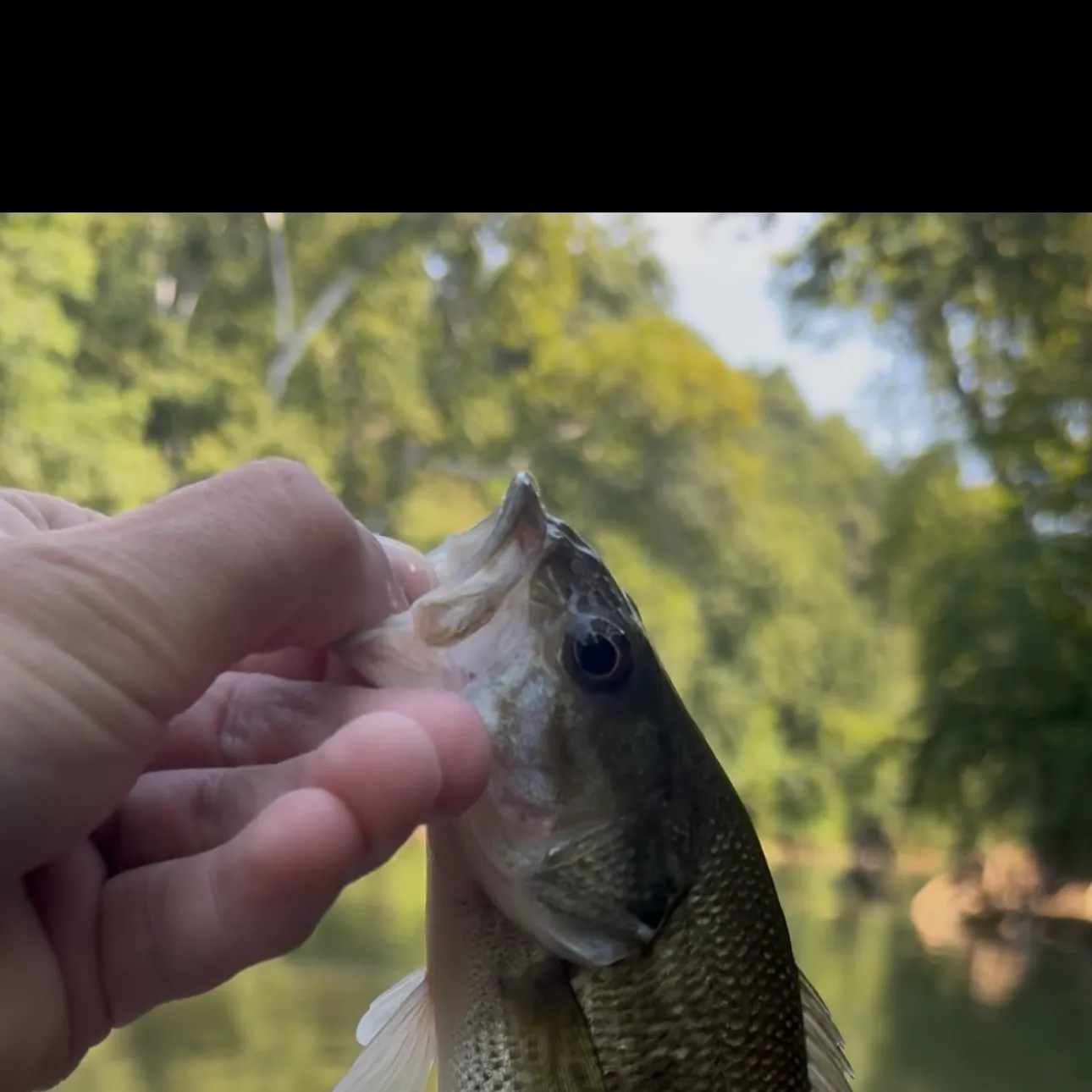The most recent Spotted bass catches on Fishbrain