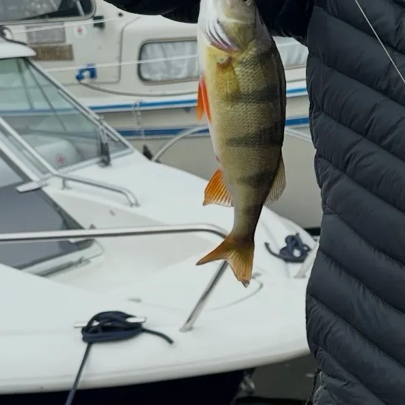 European perch caught on Fishbrain