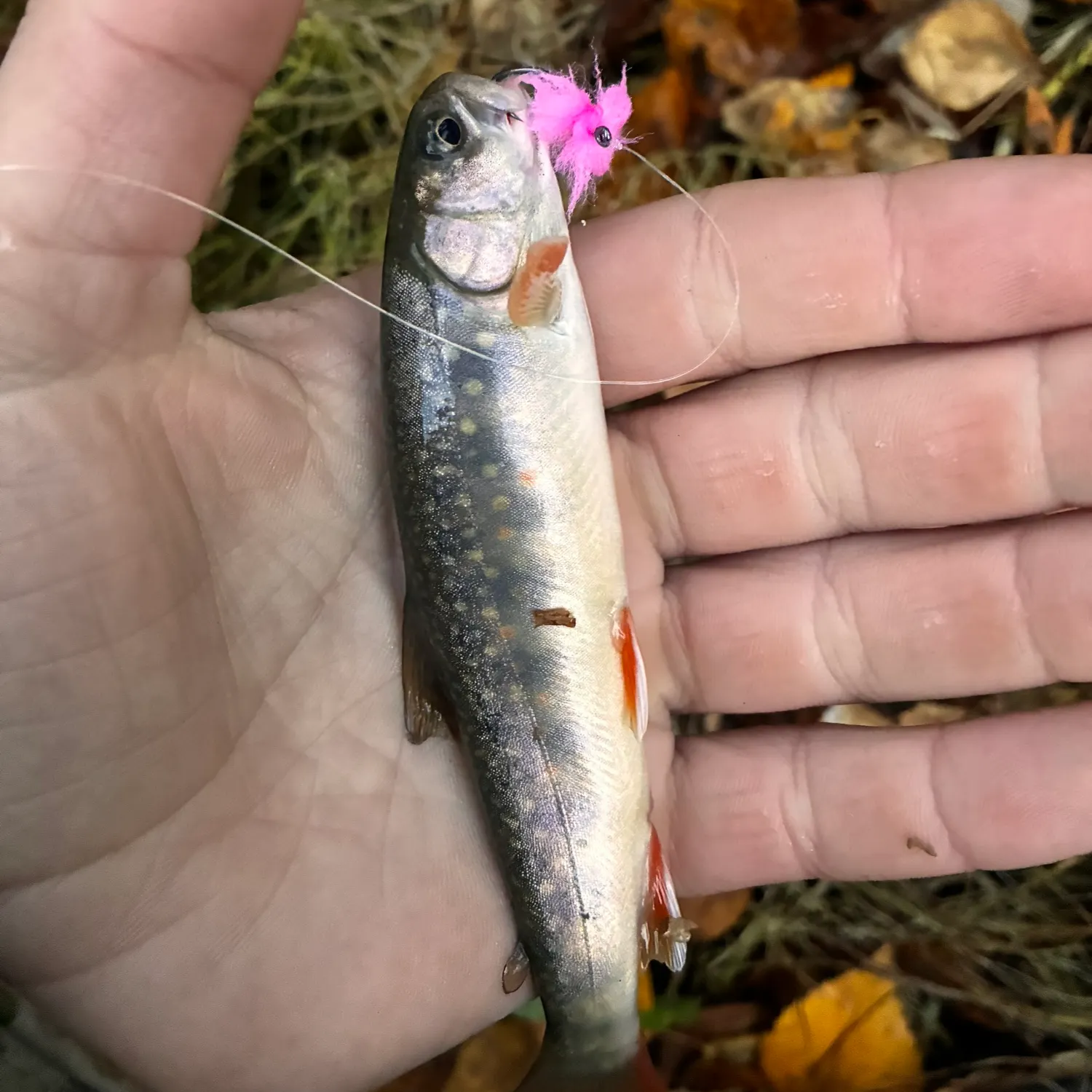 Dolly varden caught on Fishbrain
