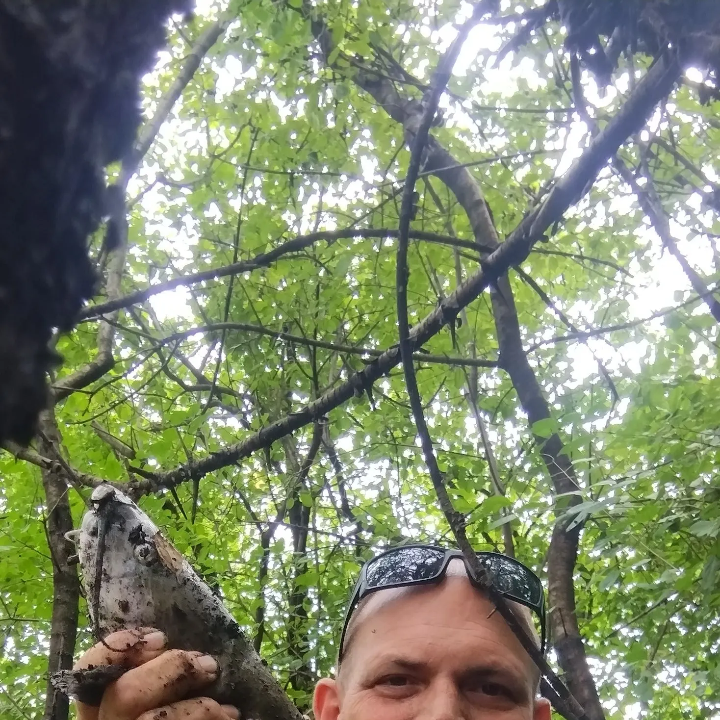 Channel catfish caught on Fishbrain