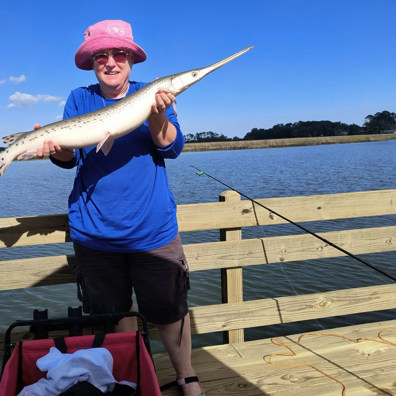 Longnose gar caught on Fishbrain