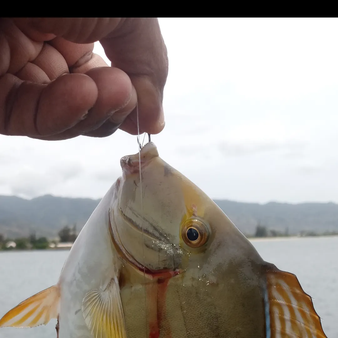 The most recent Yellowfin surgeonfish catches on Fishbrain