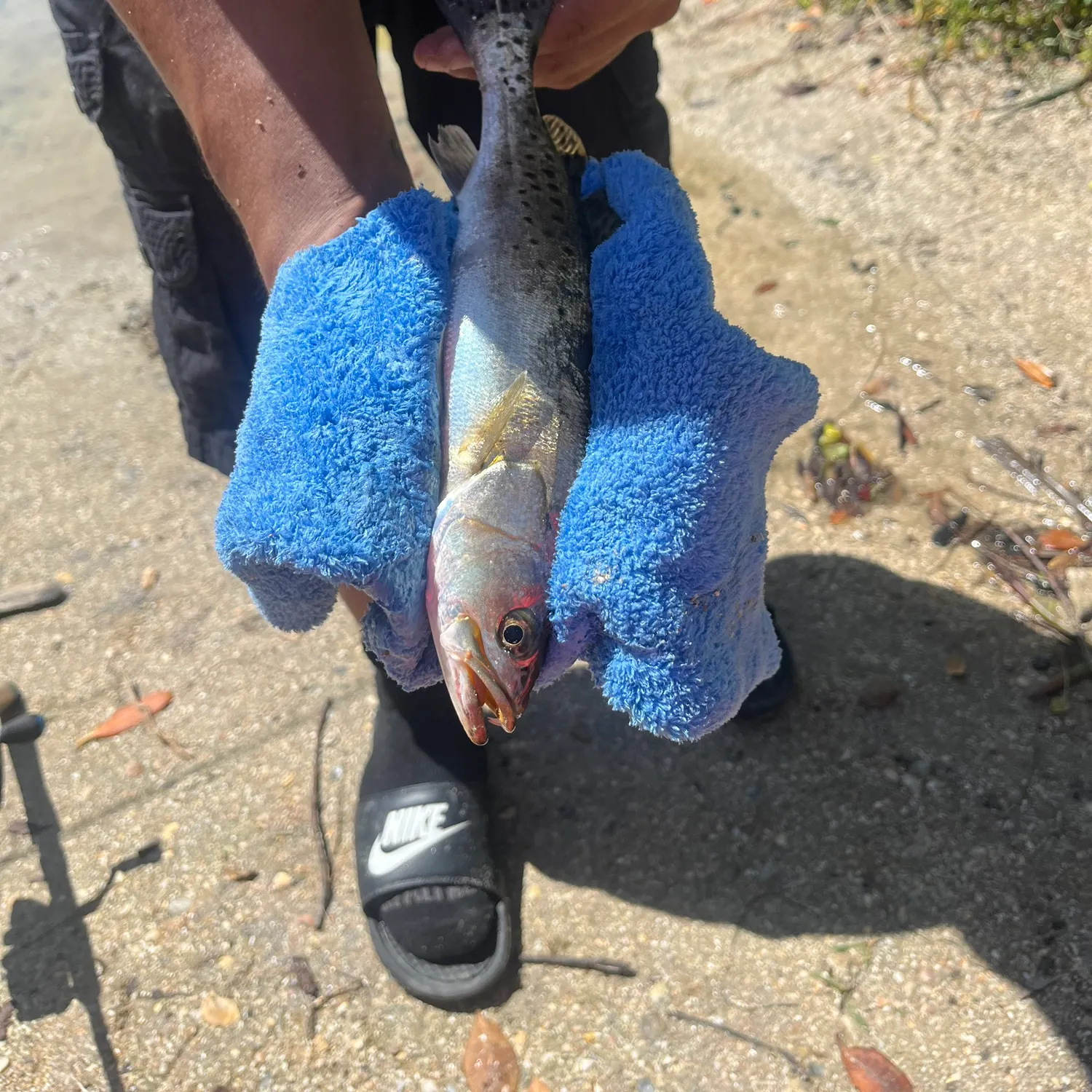 Spotted seatrout caught on Fishbrain