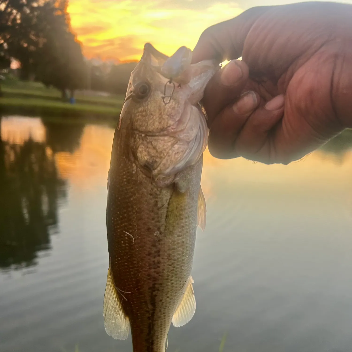 Largemouth bass caught on Fishbrain