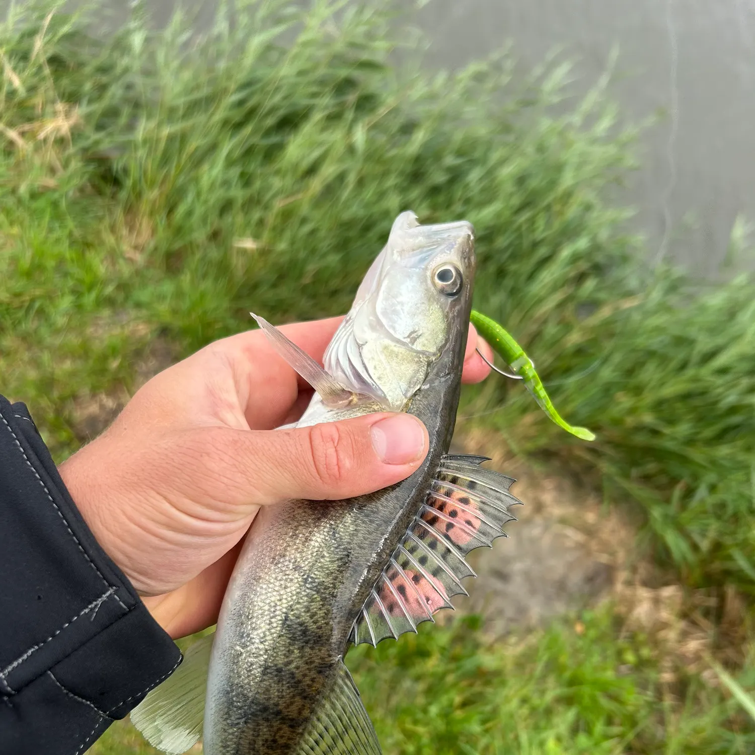 Zander caught on Fishbrain