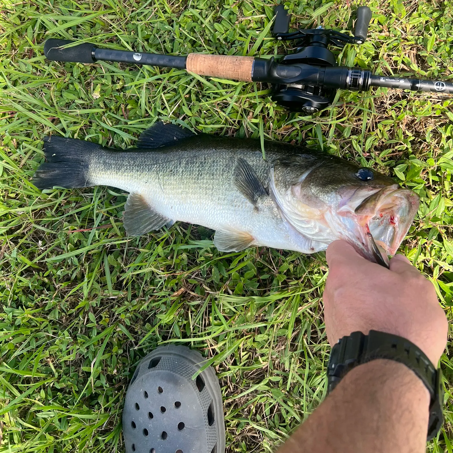 Largemouth bass caught on Fishbrain